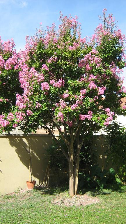 Clos Marjolie Otel Caromb Dış mekan fotoğraf